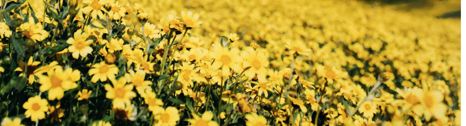 champs de petites fleurs jaunes de saison